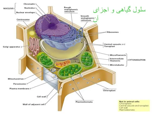 سلول گیاهی و اجزای آن