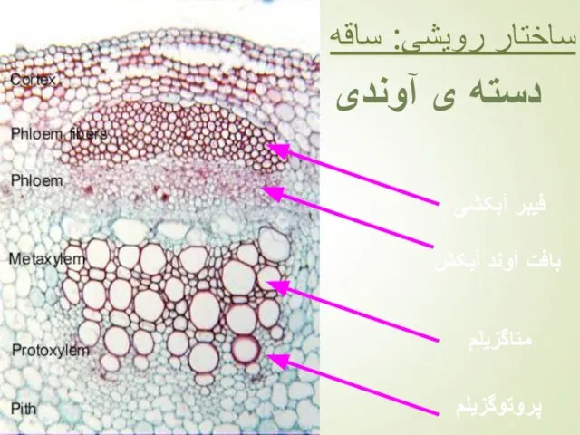 ساختار رویشی: ساقه دسته ی آوندی فیبر آبکشی بافت آوند آبکش متاگزیلم پروتوگزیلم