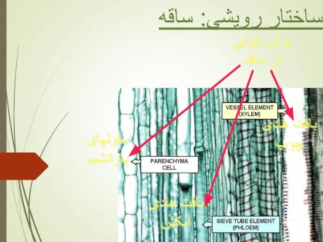 ساختار رویشی: ساقه برش طولی از ساقه سلولهای پارانشیم بافت هادی چوب بافت هادی آبکش