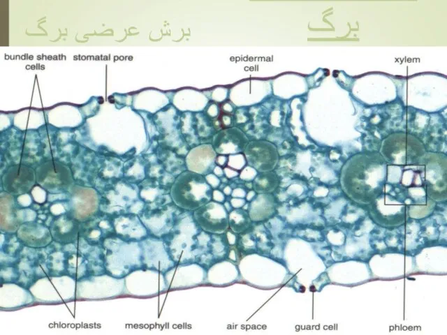 ساختار رویشی: برگ برش عرضی برگ