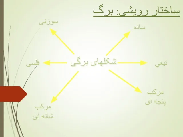 ساختار رویشی: برگ شکلهای برگی سوزنی فلسی ساده مرکب پنجه ای مرکب شانه ای تيغي