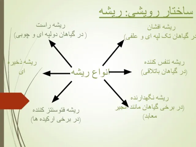 ساختار رویشی: ریشه انواع ریشه ریشه راست ( در گیاهان دولپه ای