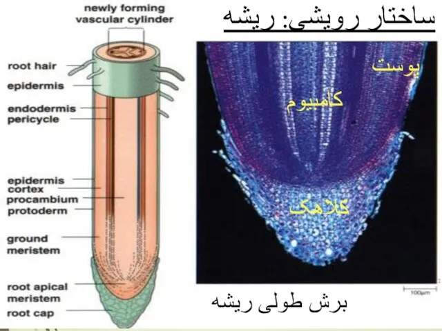 ساختار رویشی: ریشه برش طولی ریشه پوست کامبیوم کلاهک