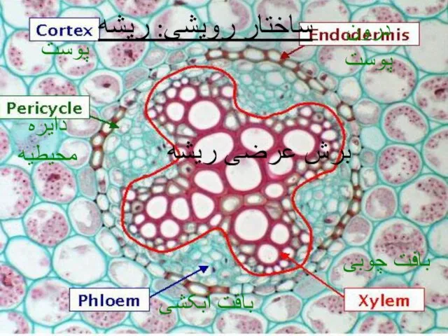 ساختار رویشی: ریشه برش عرضی ریشه پوست دایره محیطیه بافت آبکشی بافت چوبی درون پوست