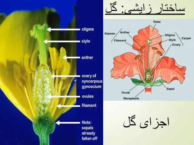 ساختار زایشی: گل اجزای گل