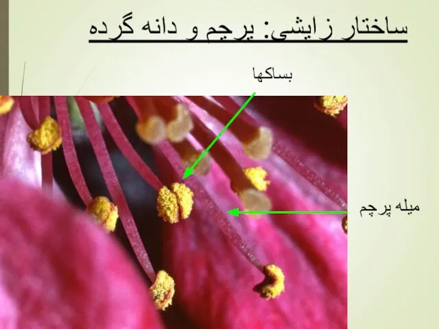 ساختار زایشی: پرچم و دانه گرده میله پرچم بساکها