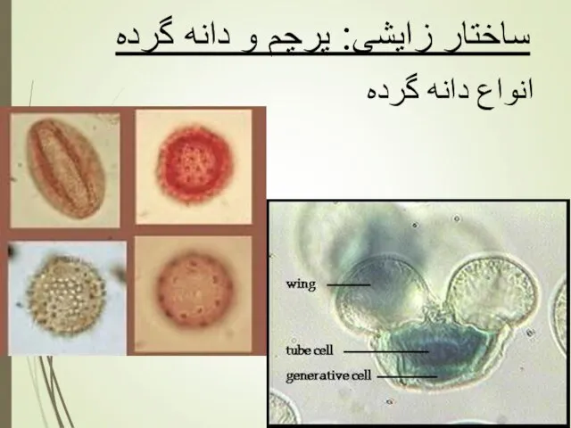 ساختار زایشی: پرچم و دانه گرده انواع دانه گرده