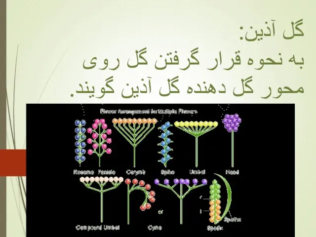 گل آذین: به نحوه قرار گرفتن گل روی محور گل دهنده گل آذین گویند.