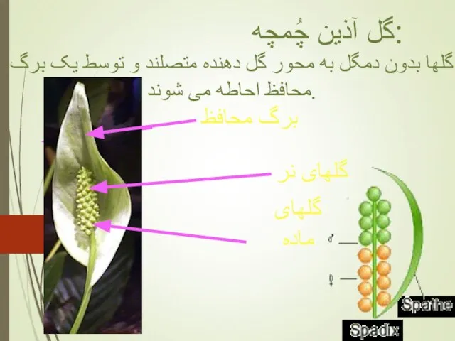 گل آذین چُمچه: گلها بدون دمگل به محور گل دهنده متصلند و