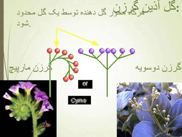 هرگاه محور گل دهنده توسط یک گل محدود شود. گل آذین گرزن: گرزن دوسویه گرزن مارپیچ