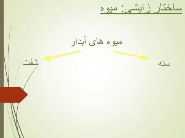 ساختار زایشی: میوه میوه های آبدار سته شفت