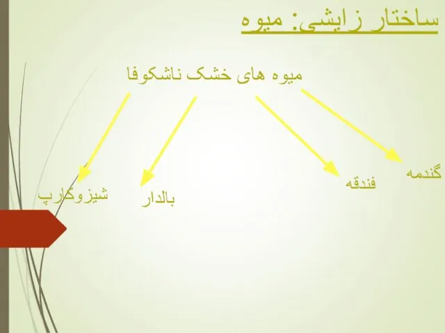 ساختار زایشی: میوه میوه های خشک ناشکوفا گندمه فندقه بالدار شیزوکارپ