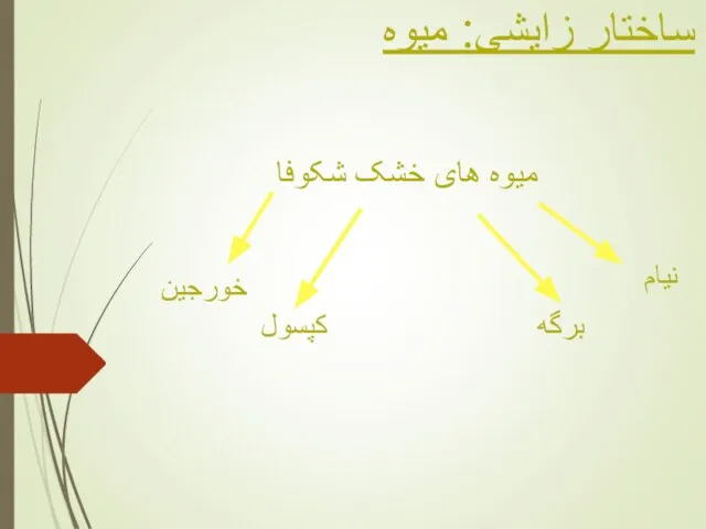 ساختار زایشی: میوه میوه های خشک شکوفا نیام برگه کپسول خورجین