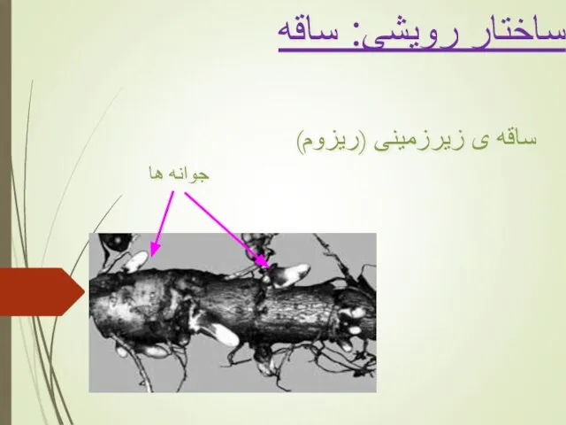 ساختار رویشی: ساقه ساقه ی زیرزمینی (ریزوم) جوانه ها