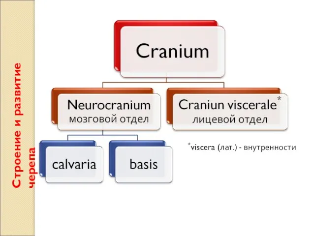 Строение и развитие черепа *viscera (лат.) - внутренности
