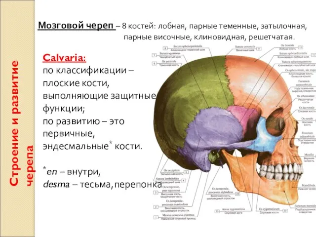 Строение и развитие черепа Мозговой череп – 8 костей: лобная, парные теменные,