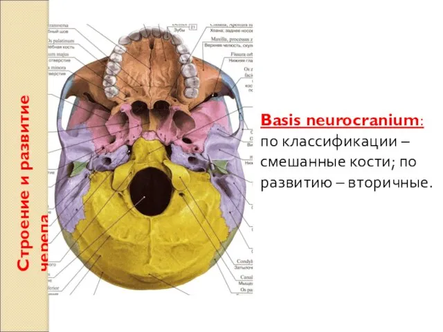 Строение и развитие черепа Basis neurocranium: по классификации – смешанные кости; по развитию – вторичные.