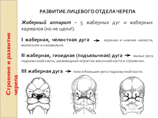 Строение и развитие черепа РАЗВИТИЕ ЛИЦЕВОГО ОТДЕЛА ЧЕРЕПА Жаберный аппарат – 5