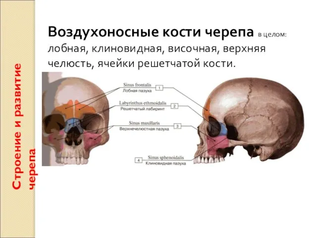 Строение и развитие черепа Воздухоносные кости черепа в целом: лобная, клиновидная, височная,