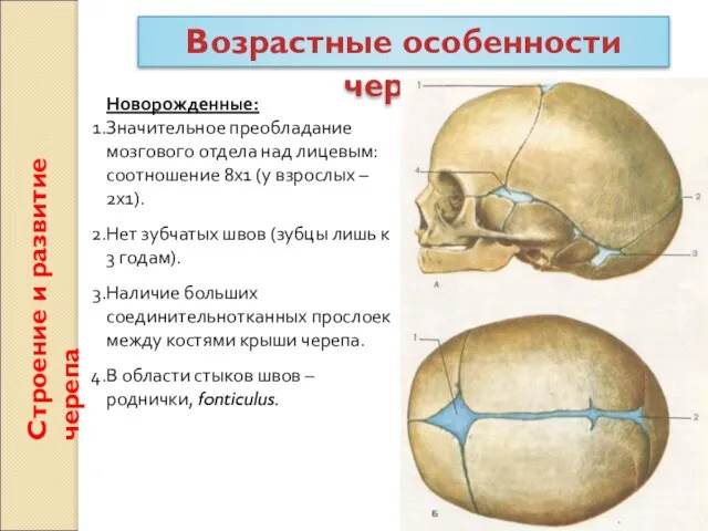 Строение и развитие черепа Возрастные особенности черепа Новорожденные: Значительное преобладание мозгового отдела