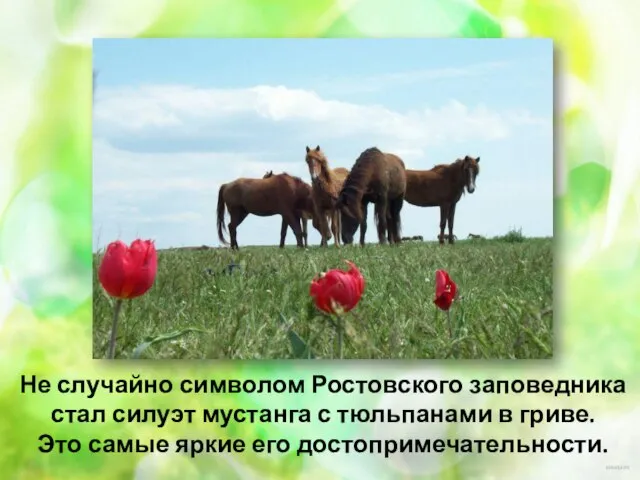 Не случайно символом Ростовского заповедника стал силуэт мустанга с тюльпанами в гриве.