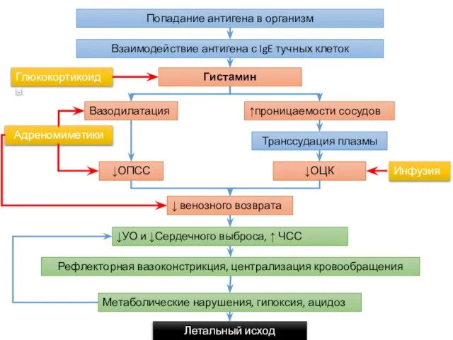 Попадание антигена в организм Взаимодействие антигена с IgE тучных клеток Гистамин Вазодилатация