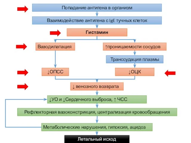 Попадание антигена в организм Взаимодействие антигена с IgE тучных клеток Гистамин Вазодилатация