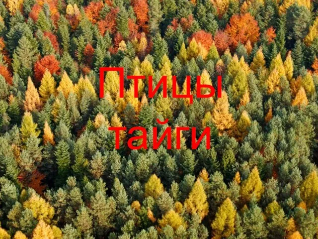 Птицы тайги