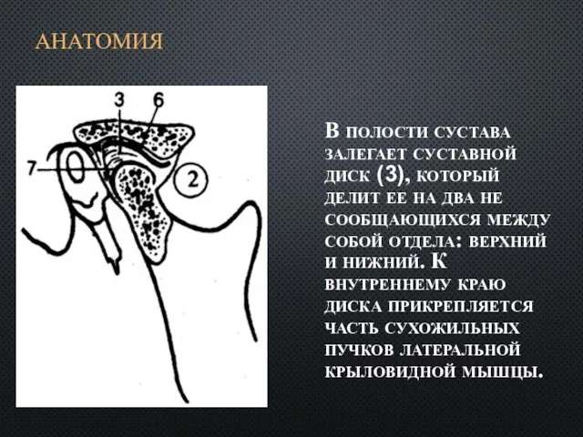 АНАТОМИЯ В полости сустава залегает суставной диск (3), который делит ее на