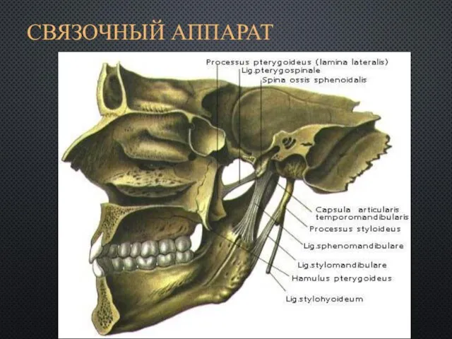 СВЯЗОЧНЫЙ АППАРАТ