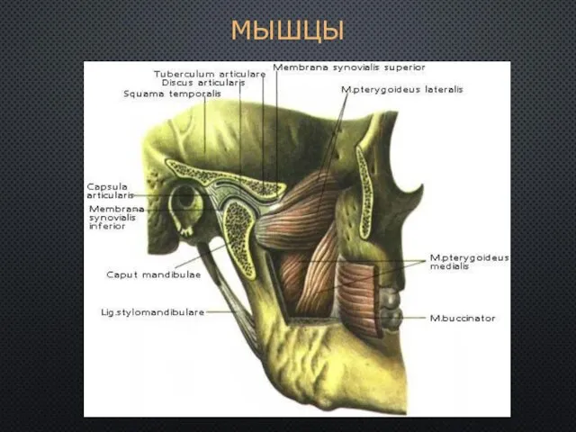 МЫШЦЫ