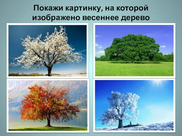 Покажи картинку, на которой изображено весеннее дерево