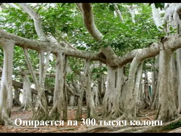 Опирается на 300 тысяч колонн