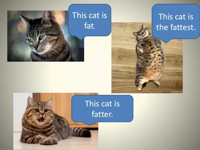 This cat is fat. This cat is fatter. This cat is the fattest.