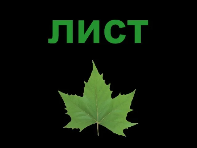 лист