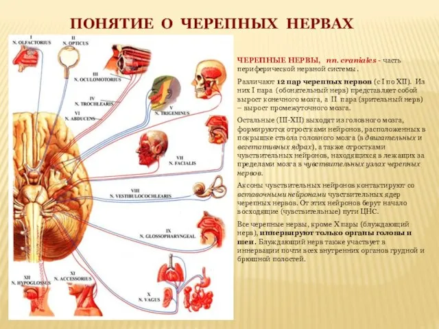 ЧЕРЕПНЫЕ НЕРВЫ, nn. craniales - часть периферической нервной системы. Различают 12 пар