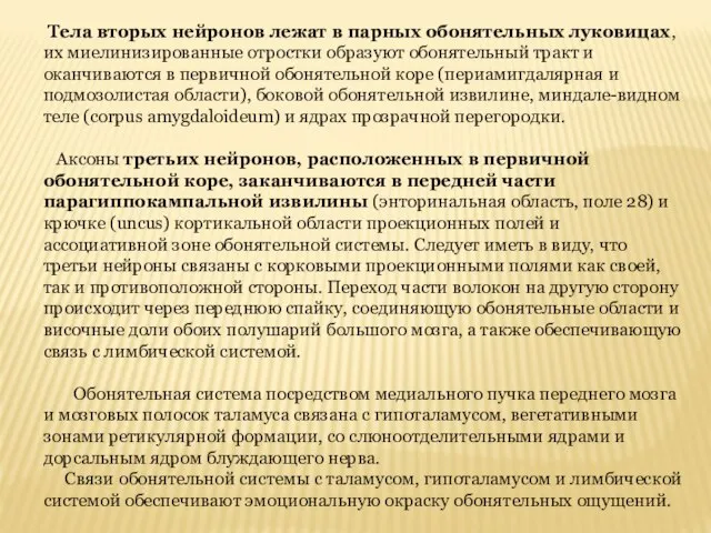 Тела вторых нейронов лежат в парных обонятельных луковицах, их миелинизированные отростки образуют