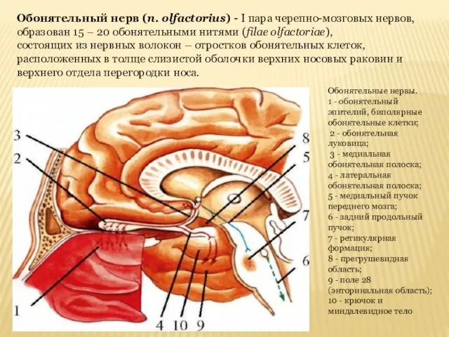 Обонятельный нерв (n. olfactorius) - I пара черепно-мозговых нервов, образован 15 –