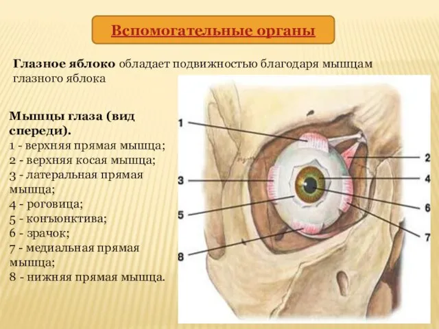 Вспомогательные органы Глазное яблоко обладает подвижностью благодаря мышцам глазного яблока Мышцы глаза