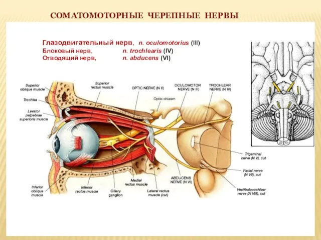 СОМАТОМОТОРНЫЕ ЧЕРЕПНЫЕ НЕРВЫ Глазодвигательный нерв, n. oculomotorius (III) Блоковый нерв, n. trochlearis