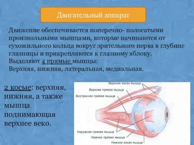 Двигательный аппарат Движение обеспечивается поперечно- полосатыми произвольными мышцами, которые начинаются от сухожильного