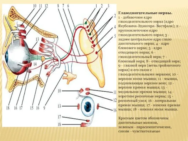 Глазодвигательные нервы. 1 - добавочное ядро глазодвигательного нерва (ядро Якубовича-Эдингера- Вестфаля); 2