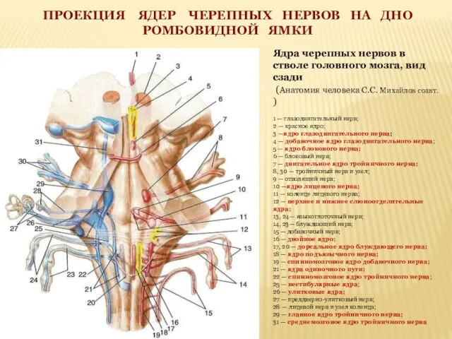 Ядра черепных нервов в стволе головного мозга, вид сзади (Анатомия человека С.С.