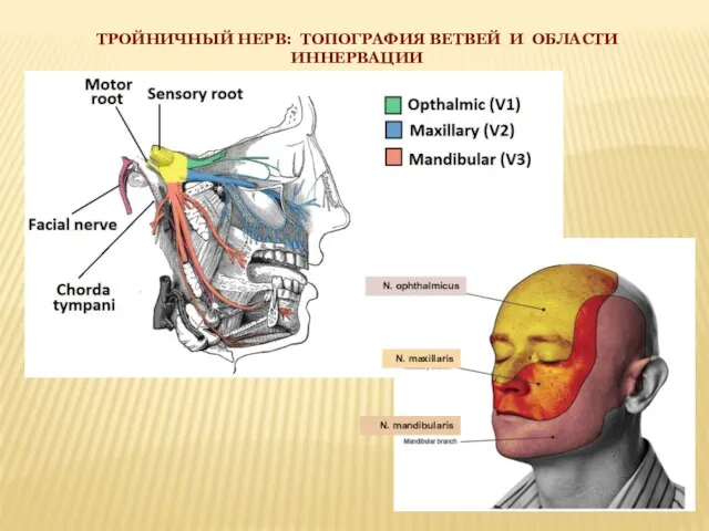 ТРОЙНИЧНЫЙ НЕРВ: ТОПОГРАФИЯ ВЕТВЕЙ И ОБЛАСТИ ИННЕРВАЦИИ N. ophthalmicus N. maxillaris N. mandibularis