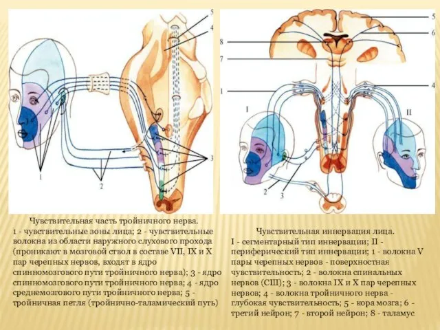 Чувствительная часть тройничного нерва. 1 - чувствительные зоны лица; 2 - чувствительные