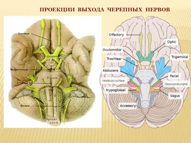 Bulbus ПРОЕКЦИИ ВЫХОДА ЧЕРЕПНЫХ НЕРВОВ Pons Mesencephalon Cerebrum