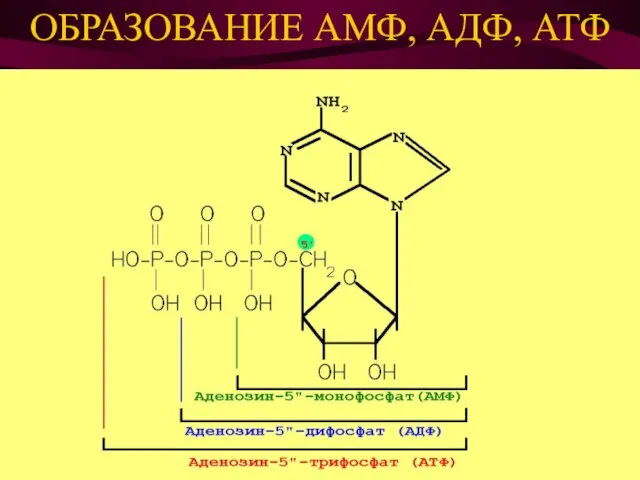 ОБРАЗОВАНИЕ АМФ, АДФ, АТФ