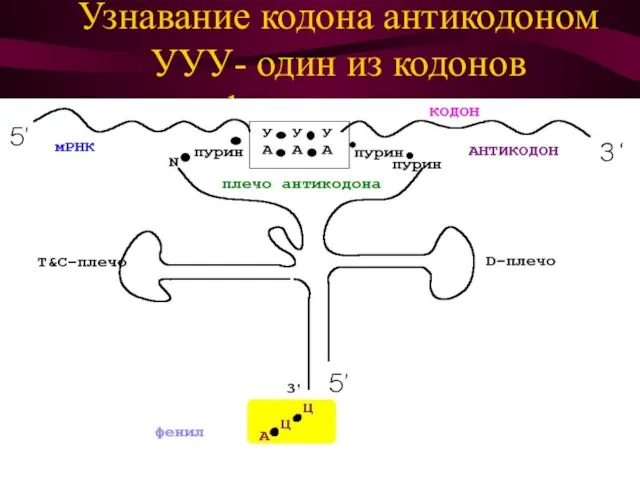 Узнавание кодона антикодоном УУУ- один из кодонов фенилаланина