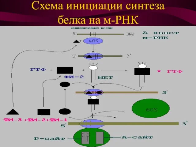 Схема инициации синтеза белка на м-РНК