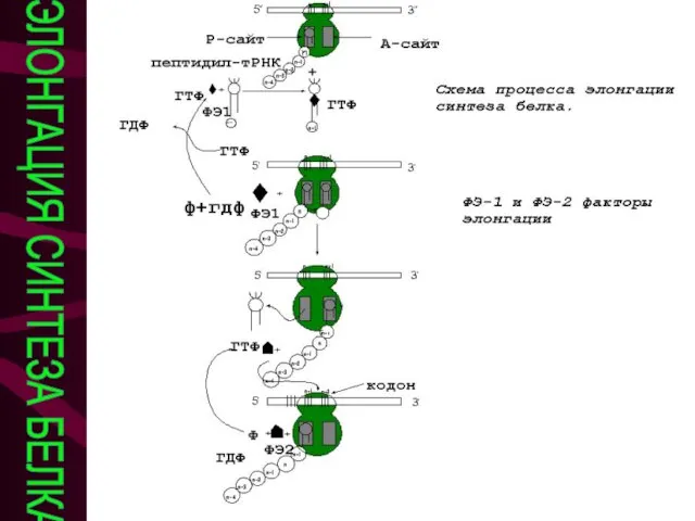 ЭЛОНГАЦИЯ СИНТЕЗА БЕЛКА Элонгация синтеза белка